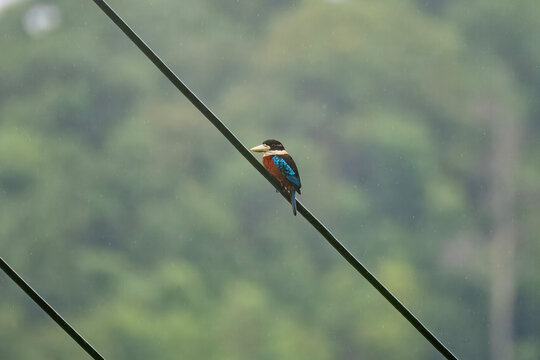 Rufous-bellied kookaburra or Dacelo gaudichaud seen in Waigeo in West Papua