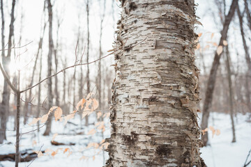 Fototapeta premium Birch tree bark closeup in winter
