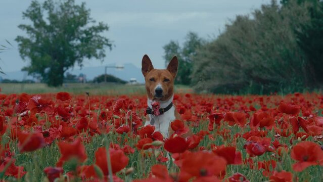 Cute basenji dog in poppy flower field. Blooming floral landscape in spring season. Botanical beauty nestled in rural scenery. Dog Lifestyle. Animal companion enjoys natural environment.
