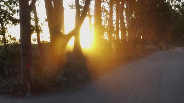 Camino solitario con una grán arboleda que deja pasar los rayos del sol.