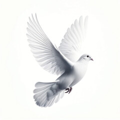 white pigeon in flight, isolated on white background.