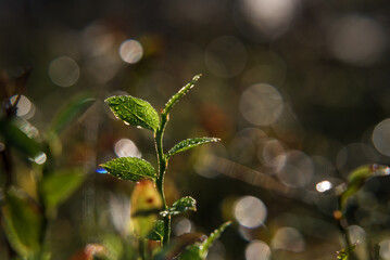 AUTUMN - Forest plants in the shimmering drops of morning dew
