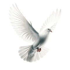 white pigeon in flight, isolated on transparent background.