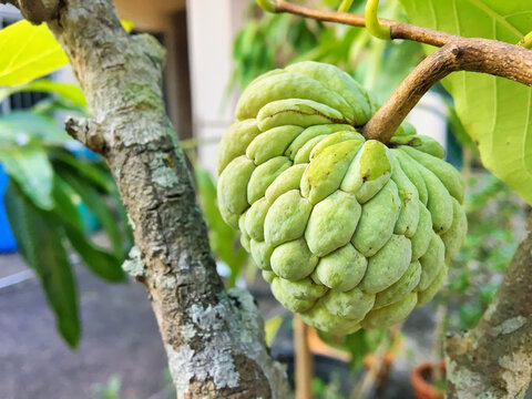 Sugar apple (Annona squamosa) is a tropical fruits in Thailand. The sweetsop is a similary custard apple (Annona reticulata).