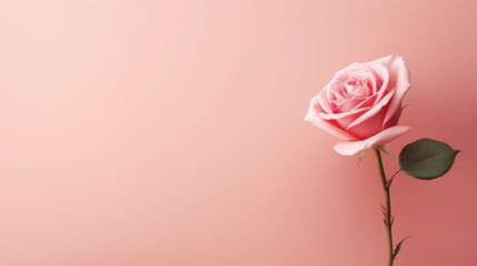 A love and romanticism background with a red rose. Valentine's day.