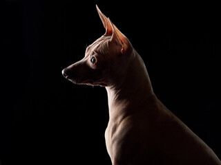 graceful American Hairless Terrier dog poses against a stark black backdrop, its profile...