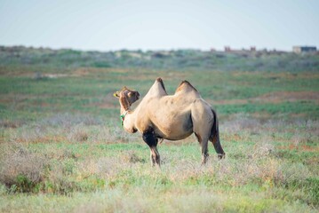 Adult brown camel walking and eating in the steppe