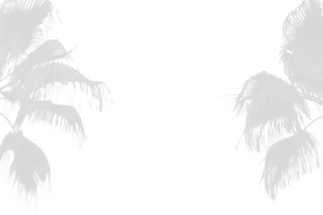 Fototapeta na wymiar Palm leaf shadow on white background