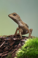 The oriental garden lizard (Calotes versicolor), also called the eastern garden lizard, Indian...