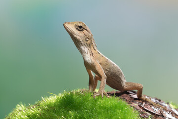 The oriental garden lizard (Calotes versicolor), also called the eastern garden lizard, Indian...