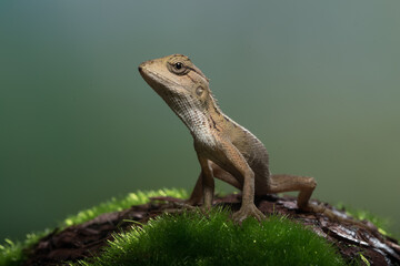 The oriental garden lizard (Calotes versicolor), also called the eastern garden lizard, Indian garden lizard, common garden lizard