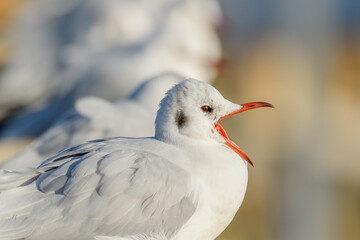 Black-headed Gull (Chroicocephalus ridibundus) portrait in winter.