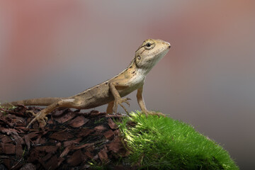 The oriental garden lizard (Calotes versicolor), also called the eastern garden lizard, Indian garden lizard, common garden lizard