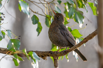 Common Blackbird (Turdus merula) female searching for ivy berries in winter.