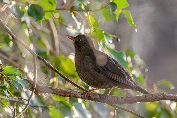 Common Blackbird (Turdus merula) female searching for ivy berries in winter.