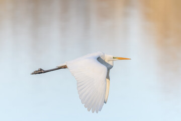 Great egret (Ardea alba) in flight in the sky.
