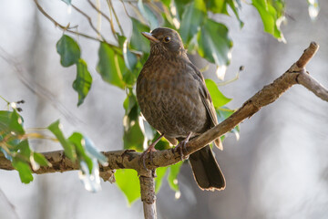 Common Blackbird (Turdus merula) female searching for ivy berries in winter.