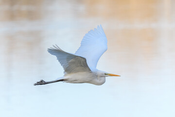 Great egret (Ardea alba) in flight in the sky.