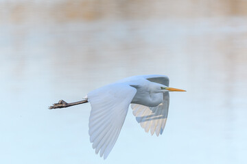 Great egret (Ardea alba) in flight in the sky.