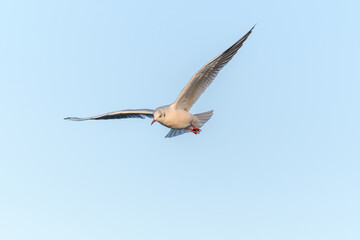 Black-headed Gull (Chroicocephalus ridibundus) in flight in the sky.