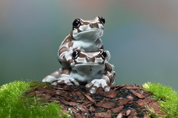The Mission golden-eyed tree frog or Amazon milk frog (Trachycephalus resinifictrix) is a large...
