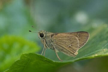 Skippers are a group of butterflies placed in the family Hesperiidae within the order Lepidoptera...