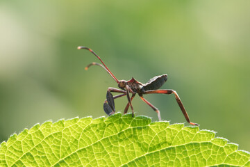 Leptocorisa oratoria, the rice ear bug, is an insect from the family Alydidae, the broad-headed bugs