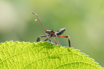 Leptocorisa oratoria, the rice ear bug, is an insect from the family Alydidae, the broad-headed bugs