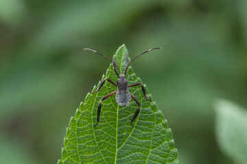 Leptocorisa oratoria, the rice ear bug, is an insect from the family Alydidae, the broad-headed bugs
