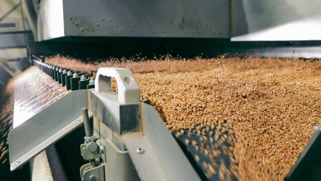 Automated Grain Processing Machinery in Action, Industrial grain processing equipment sorting wheat