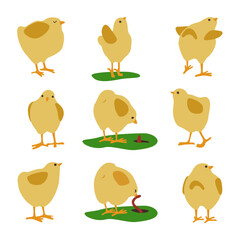 Collection of yellow chicken illustrations. Domestic birds. Spring. Vector illustrations. Isolated objects on white background.