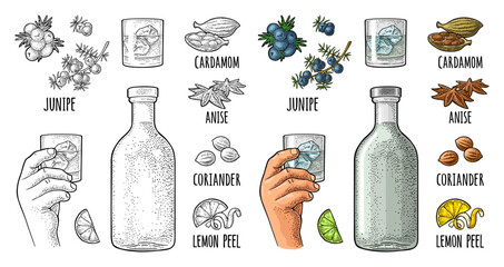 Bottle gin, lime, anise, cardamom, lemon, coriander, juniper. Vintage vector engraving - 712677272