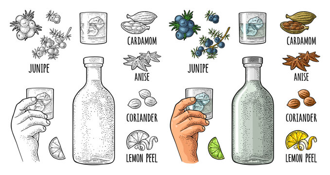 Bottle gin, lime, anise, cardamom, lemon, coriander, juniper. Vintage vector engraving