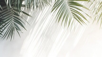 Light and shadow of leaves, palm leaves on a white background. Abstract tropical leaf silhouette, natural pattern for wallpaper, spring, summer texture.