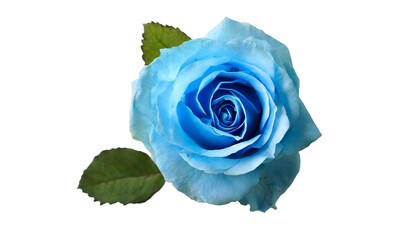 Blue rose flower isolated on a transparent background
