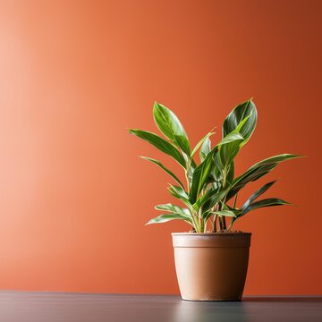 A potted plant on a table with an orange background