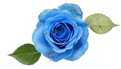 Blue rose flower isolated on a transparent background