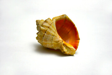 shells in close-up on a white background are figuratively arranged