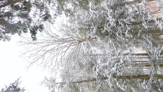 Snow covered trees pine woodland forest hiking trail, winter cold temperature, vertical hend held video