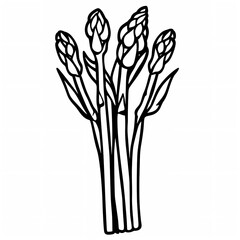 Simplicity in Nature: Minimalistic Full Body Line Art Vector of Asparagus