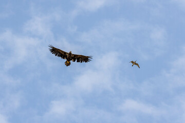 White tailed Eagle in Iceland and a Bird