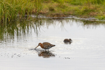 Birds in Iceland