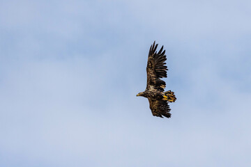 White tailed Eagle in Iceland