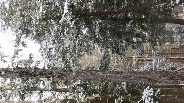 Top down penning shot hend held vertical video fresh magical snow fall in the forest hiking trail