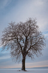 tree winter