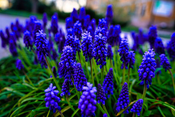 Muscari - Purple spring flowers in the garden
