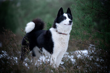 Pies rasy łajka rosyjsko-europejska w lesie - obrazy, fototapety, plakaty