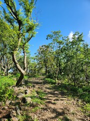 little forest with nature road