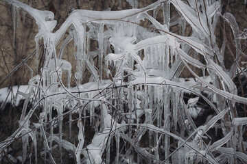 Icicles hang on the branches of a house. Winter landscape with icicles hanging from the plants near the house. Set of snow icicles, snow hat. Soft focus on ice icicle. Weather. Meteorology. 