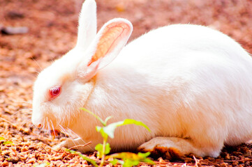 Detail of the full body of a white bunny with a natural earthy background. Left lateral view